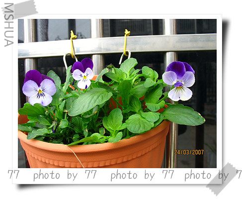 IMG_1605.jpg