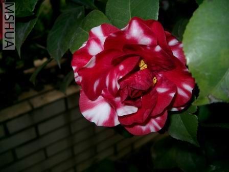 ��Ƭ20070228 002.jpg2.jpg