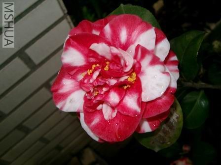 ��Ƭ20070228 119.jpg