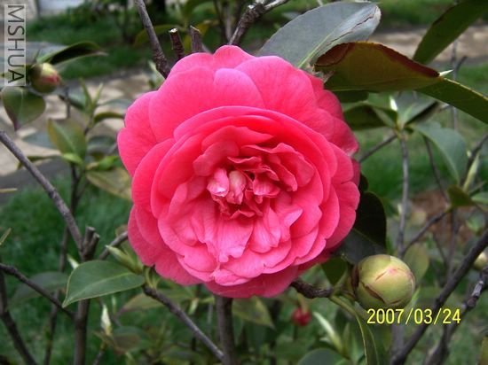 2007-03-24 018.jpg