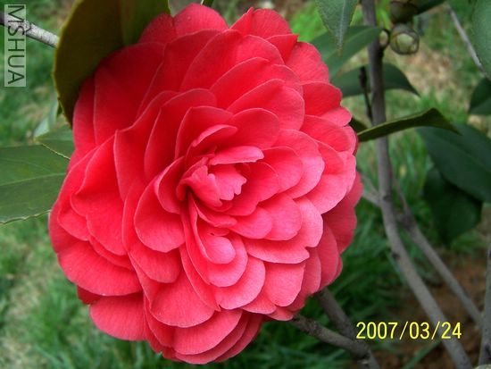 2007-03-24 008.jpg