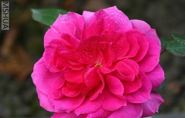 IMG_6511 ����2.jpg