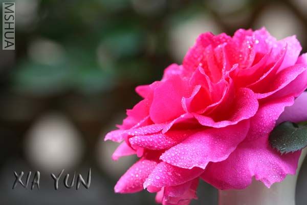 IMG_6505 ����.JPG