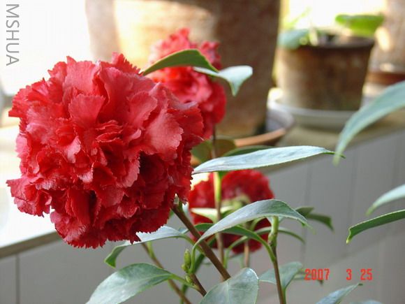 DSC01680.JPG