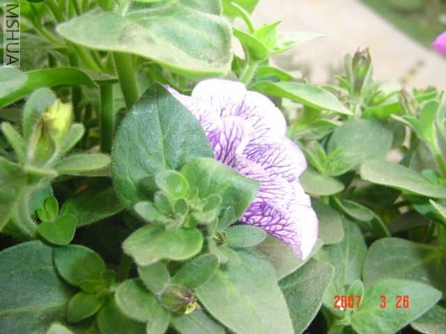 �ұ��ǵ�̺����