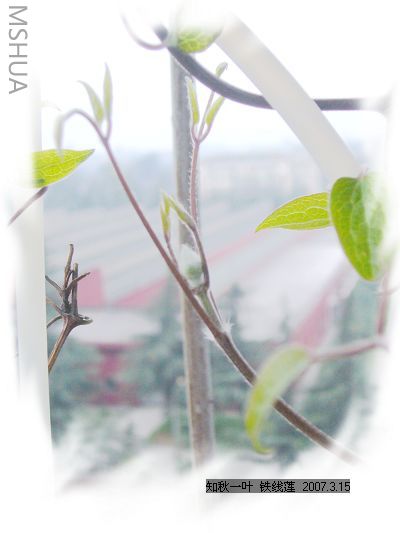 �������Ļ���-2007.3 2.jpg