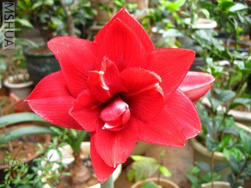 Red Peacock.jpg