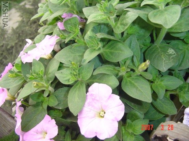 ����Ǻ���