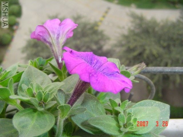 �м��ǳ���ӣ�Һ�