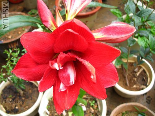 Red Peacock 1.jpg