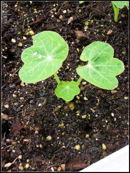 2007.3.24 097_nEO_IMG.jpg