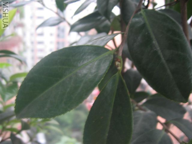 IMG_5432.jpg