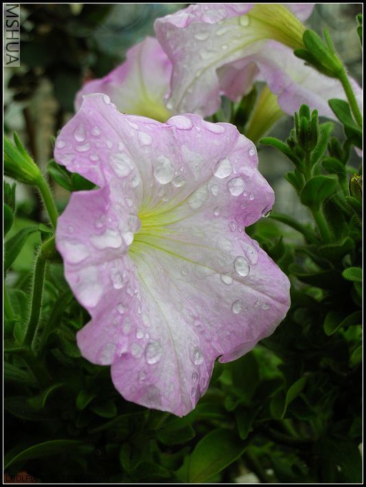 2007.3.24 069_nEO_IMG.jpg