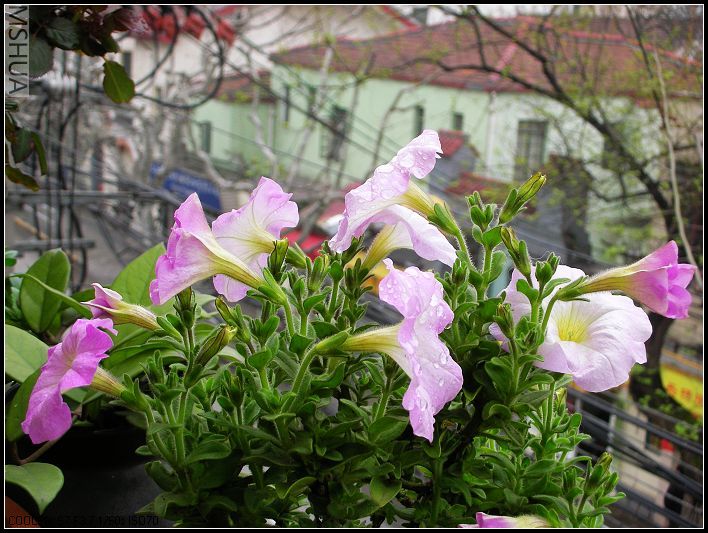 2007.3.24 068_nEO_IMG.jpg