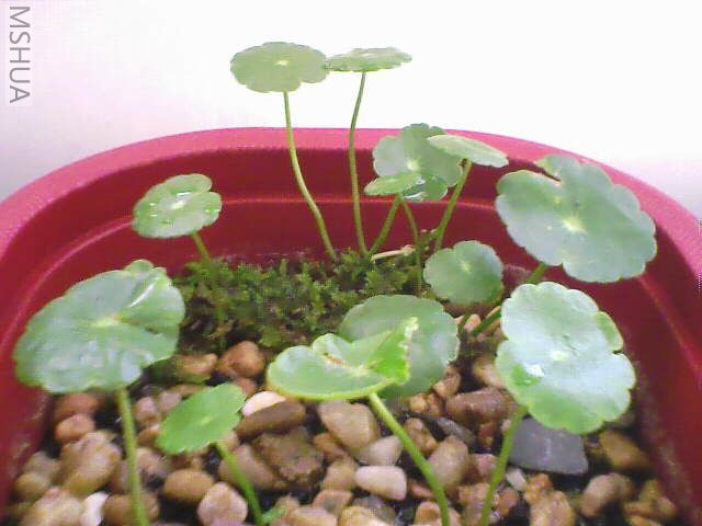 IMG0139A.jpg