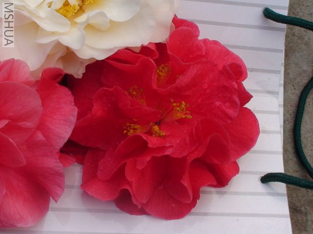DSC03059.jpg