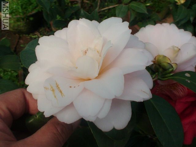 ����ĵ��-2.jpg
