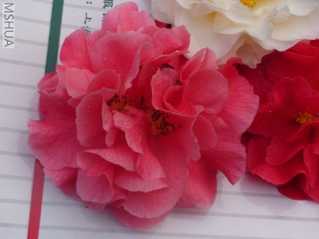 DSC03058.jpg