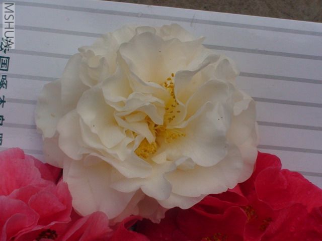 DSC03060.jpg