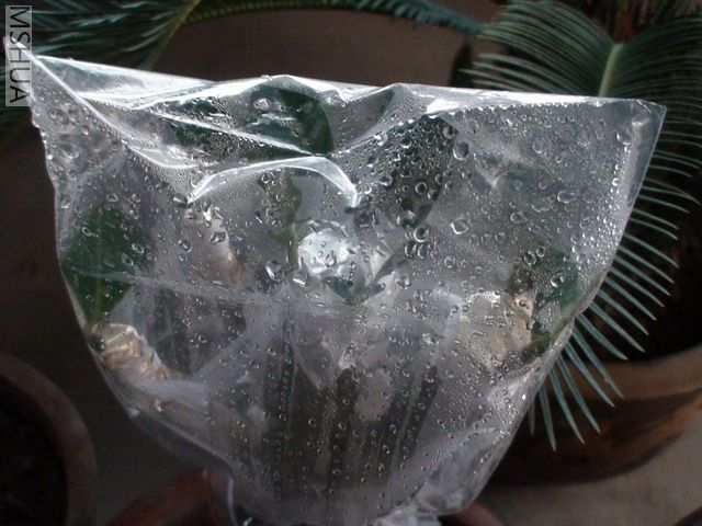 DSC03068.jpg
