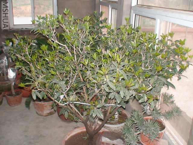 DSC03074.jpg