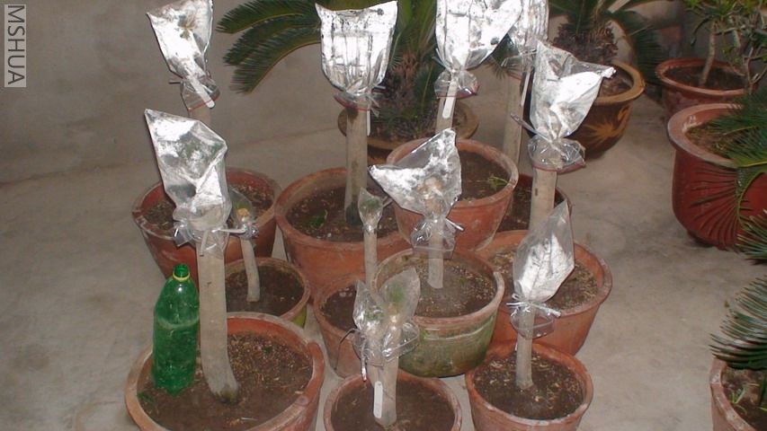 DSC03064.jpg