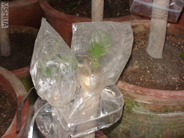 DSC03061.jpg