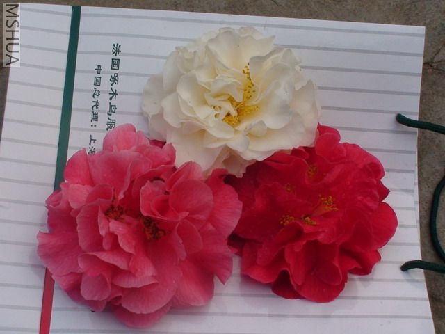 DSC03057.jpg