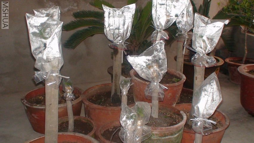 DSC03062.jpg