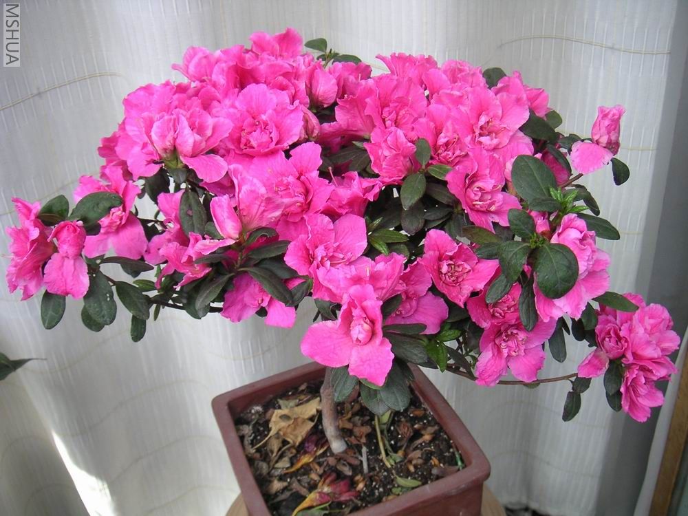 ������С �ž�703272.jpg