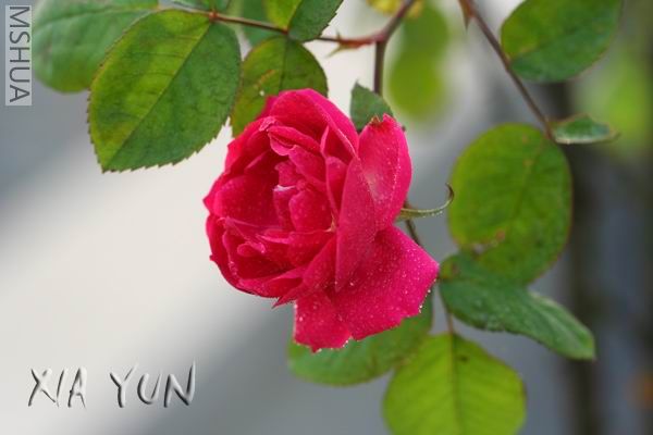 IMG_6983 ����s.jpg