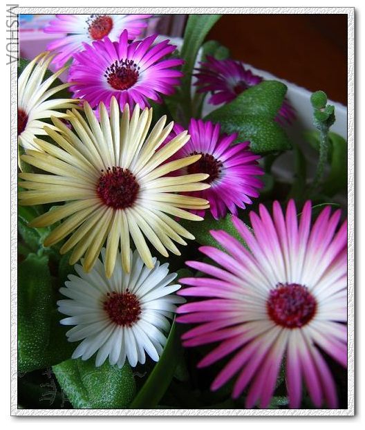 ����һȺС���Ѽ��ھ�ͷǰ˵�����ң����ң�����~