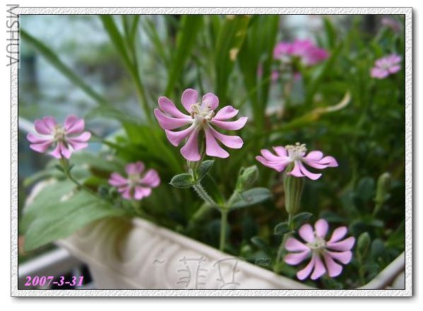 �ۺ�����