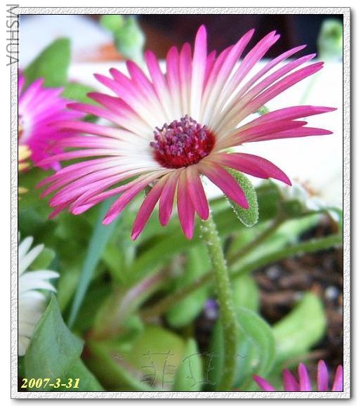 ��ϲ��������һɫ~