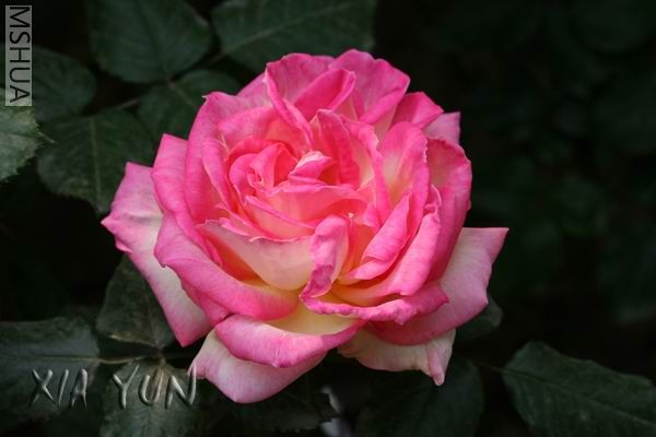 IMG_7019 ����s.jpg