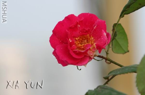 IMG_6984 ����s.jpg