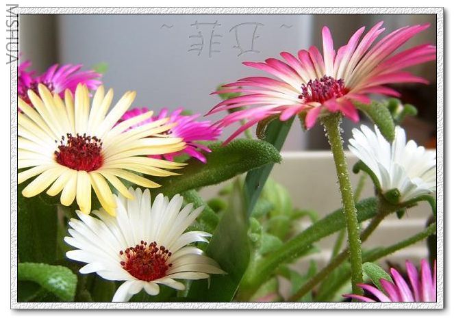 ����Ҳϲ��