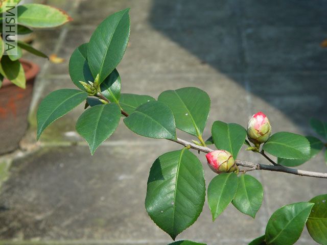 DSC07174.jpg