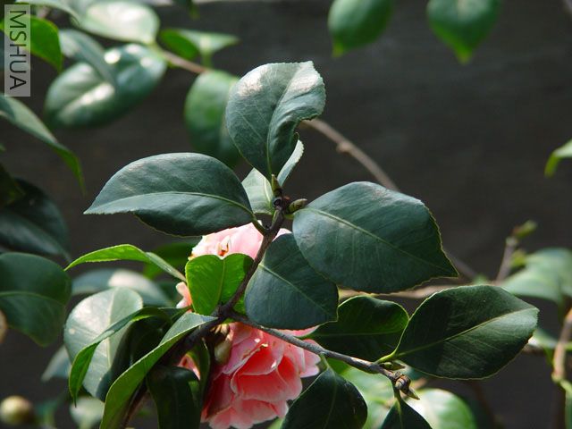 DSC07187.jpg