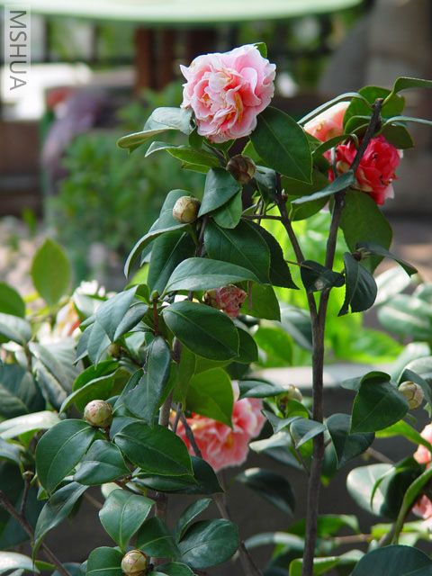 DSC07188.jpg
