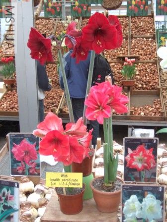 ���򲻴���