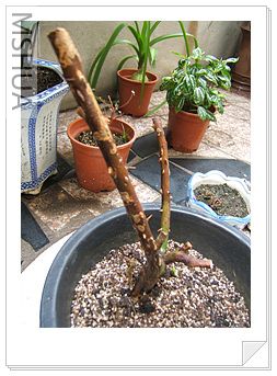 DSCF0850.jpg