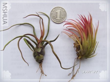 �����С����