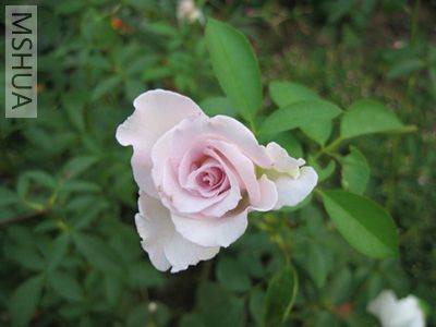 IMG_0854.JPG