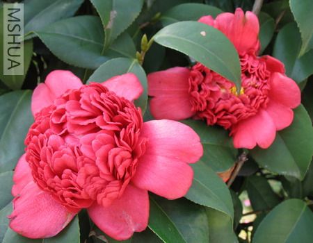 2007.3.3 021_��С��С.jpg