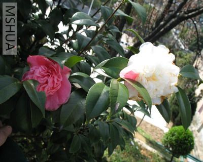 2007.3.3 017_��С��С.jpg