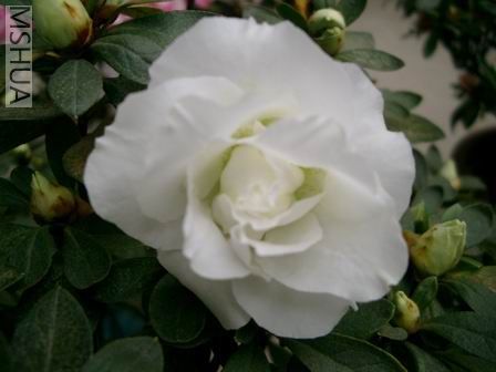 ��Ƭ20070228 173.jpg