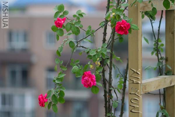 IMG_7138 ����.JPG