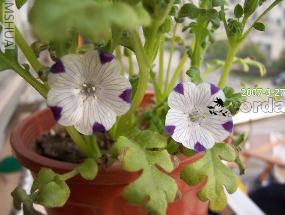 ���������