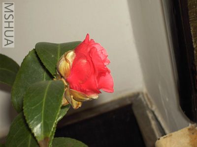 ��Ƭ 003.jpg